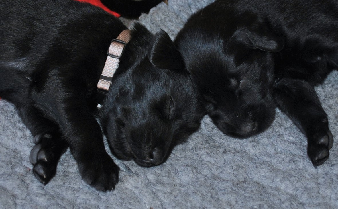 Lady Orange + Lady Black kuscheln_Woche 4