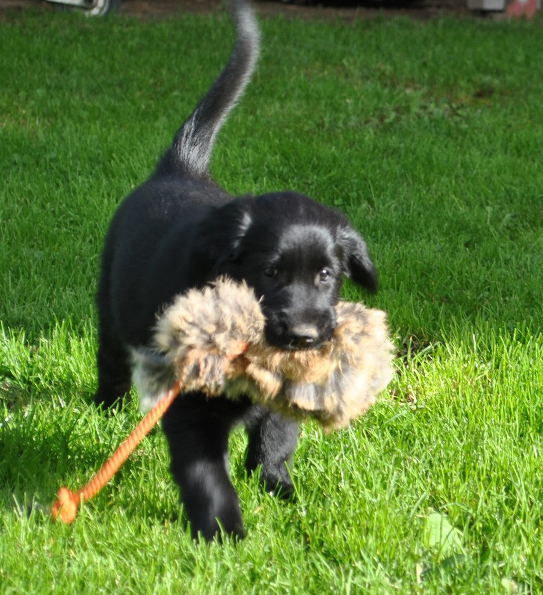 Lady Black apportiert1 - Woche 7