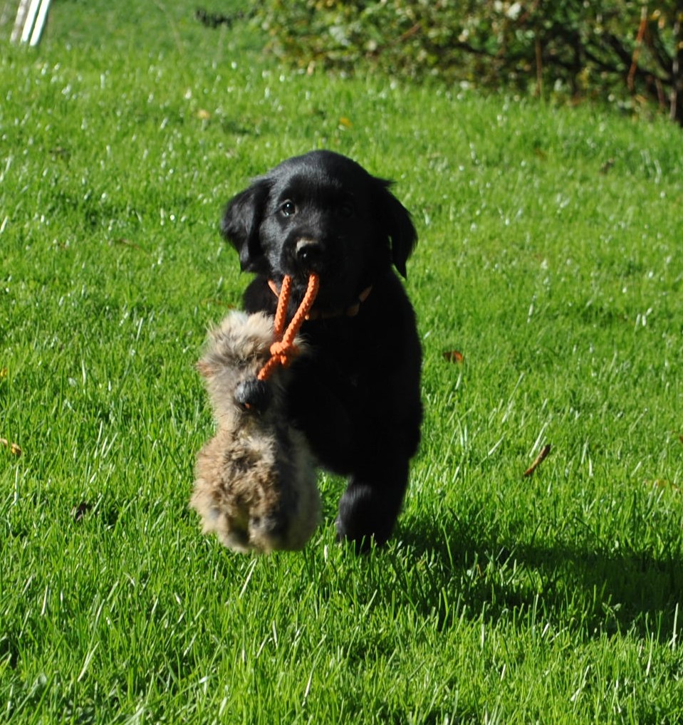 Lady Orange apportiert4 - Woche 7
